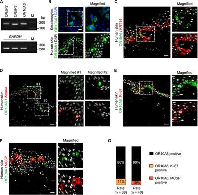 Distinct sets of olfactory receptors highly expressed in different human tissues evaluated by meta-transcriptome analysis: Association of OR10A6 in skin with keratinization